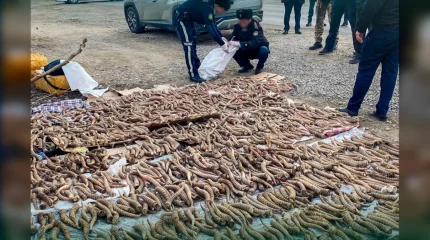 Киік мүйізін сатумен айналысқан 3 қазақстандық ұсталды