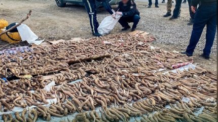 Ущерб в 3,5 миллиарда тенге нанесли продавцы сайгачьих рогов