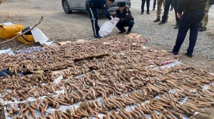 Почти 1500 рогов сайги изъяли у троих казахстанцев в области Жетісу