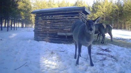 «Бурабай» табиғи паркі аумағында жабайы жануарларға санақ жүргізілуде