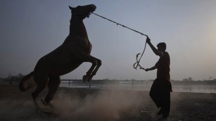 Памятник Ботайской лошади предложили открыть в Астане