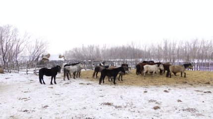 Пять тысяч гектаров неиспользуемых земель изъяли в СКО после вмешательства «Жер аманаты»