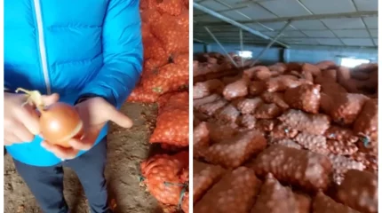 "500 тонна пияз шіріп жатыр": Қазақстандық қоғам белсендісі қоймаға жиналған көкөністің жеуге жарамсыз болғанын айтып дабыл қақты