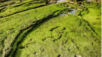 Древнейшие в мире человеческие следы возрастом 90 тыс.лет обнаружены в Марокко