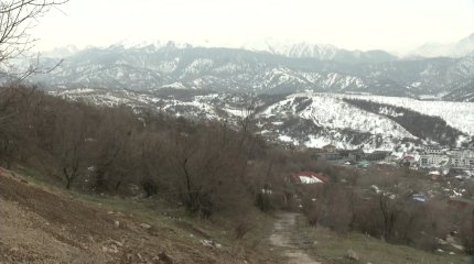 Алматылықтар қараусыз қалған алма бағын сақтап қалуды сұрайды