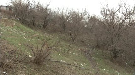 Сохранить заброшенный яблоневый сад просят жители Алматы