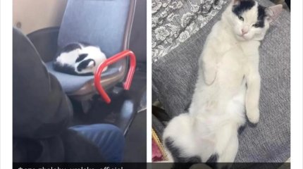 В Уральске ищут кота, который катается на автобусе