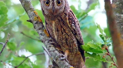 Птицей года 2024 в Казахстане объявлена сплюшка