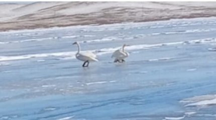 Пара лебедей на озере Баянаула удивила павлодарцев