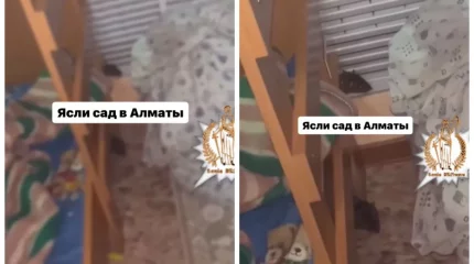 Алматыдағы балабақшалардың бірінде видеоға түсіп қалған егеуқұйрықтар жұрттың зәресін алды