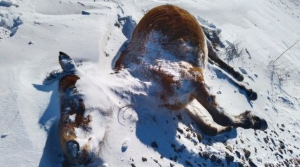 Ұлытауда мыңға жуық жылқы қырылып қалды