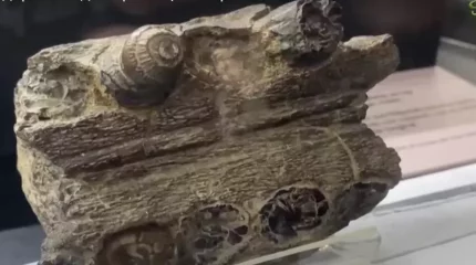 Ғалымдар алып дельфиннің бас сүйегін тапты