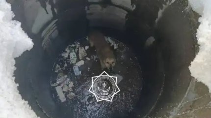 Ақтөбелік құтқарушылар құдыққа түсіп кеткен итті алып шықты