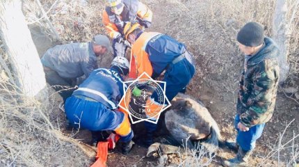 Лошадь упала в арык в Кызылорде