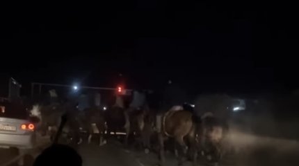 Несколько десятков человек наказали за кокпар в Алматинской области