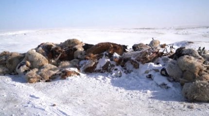 Моңғол даласын жұт жайлады