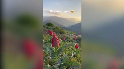 Оңтүстікте қызғалдақ пен өрік ағашы гүлдей бастады