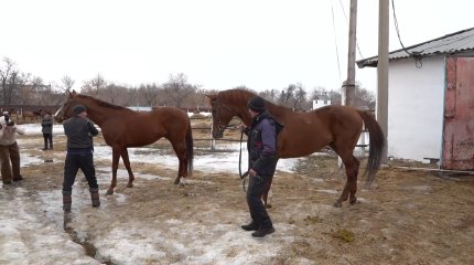 В Казахстане начали работу по возрождению костанайской породы лошадей