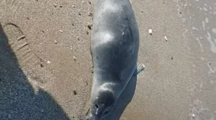 Маңғыстауда теңіз жағасынан 40 итбалықтың өлексесі табылған