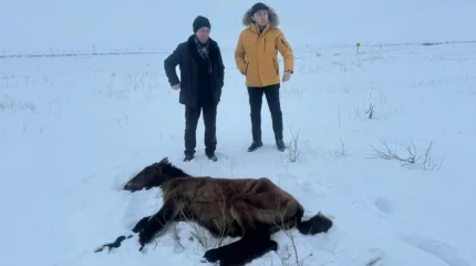 Ұлытауда жылқылардың неден қырылғаны белгілі болды