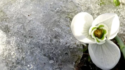 Елімізде ауа температурасы 15 градусқа дейін көтеріледі