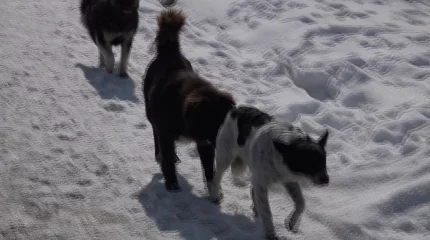 Алматы облысында ит талаған малдың өлексесі көбейді