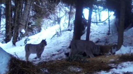 Две рыси попали в объектив фотоловушки в Катон-Карагайском природном парке (ВИДЕО)