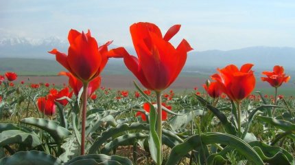 Какие страны поставляют цветы в Казахстан?