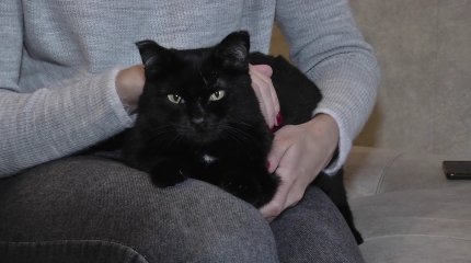 Жительнице Павлодара вынесли приговор за жестокое обращение с кошкой