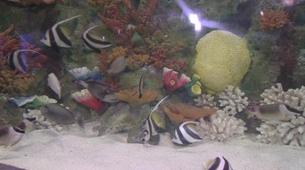 «Коралловые острова» появились в океанариуме Астаны