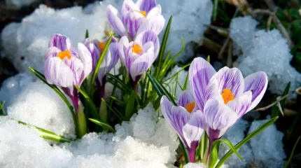 20 градусқа дейін күн жылиды