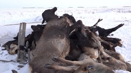 Солтүстік Қазақстан облысында маралдар қырылып жатыр