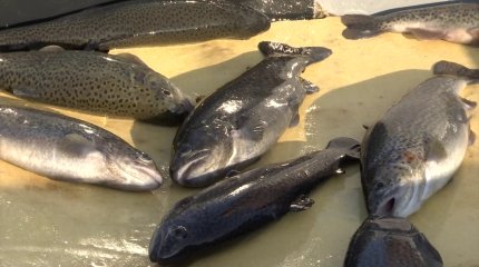 Балық өнімдеріне сұраныс жоғары, бірақ салада маман жетіспейді