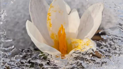 Алматының тау бөктерінде жаппай бәйшешек гүлдеп жатыр