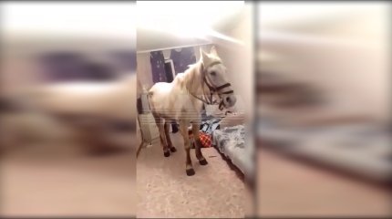 Россиянина арестовали за визит к жене на белом коне