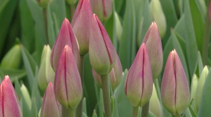 Бывший программист вырастил 100 тысяч тюльпанов к 8 Марта