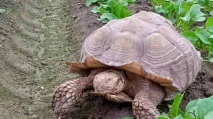 Танзанияда тасбақа етін жеген 8 адам көз жұмды