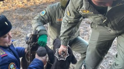 Спасены двое пастухов в области Абай