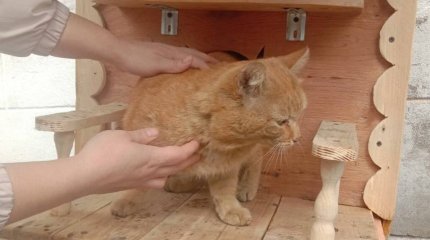 "Кошкин дом" для бездомных животных устроили в Серебрянске