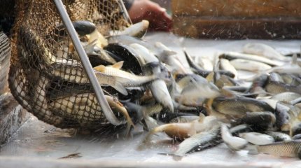 Павлодар облысында 15 сәуірден бастап балық аулауға уақытша тыйым салынады