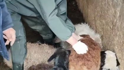 МЧС показали как проходит эвакуация жителей в СКО