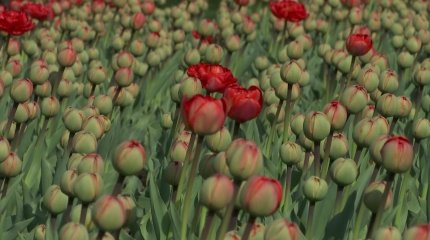 Алматинцы принимают участие в благоустройстве города