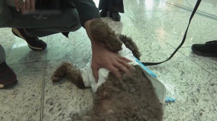 Собаки-терапевты появились в аэропорту Стамбула