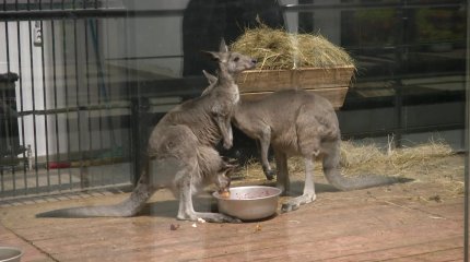 Любит солнечные ванны и игры с мамой: посетителей карагандинского зоопарка умилил новорожденный мишка