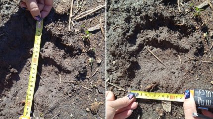 Медведи вышли из зимней спячки на Востоке Казахстана