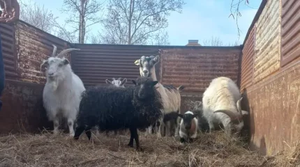 Оралда зообақтағы жануарлар мен құстар қауіпсіз жерге көшірілді