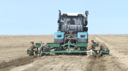 Арал теңізінің құрғаған табанына сексеуілден өзге де өсімдіктер егіледі