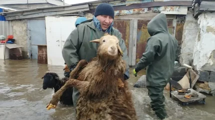 Су басқан аймақтардан 112,5 мың мал эвакуацияланды