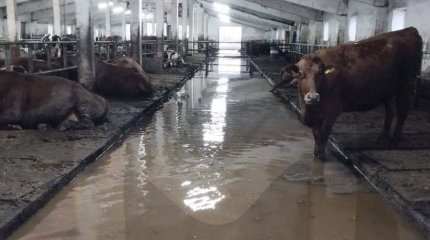 Тысяча коров на грани гибели из-за разлива притока Урала