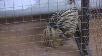 В Актобе спасли заблудившуюся во время паводков выпь